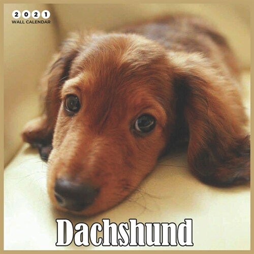 Dachshund 2021 Wall Calendar: Dachshund Dog Breed Calendar - Dachshunds Premium Wall Calendar 2021 (Paperback)