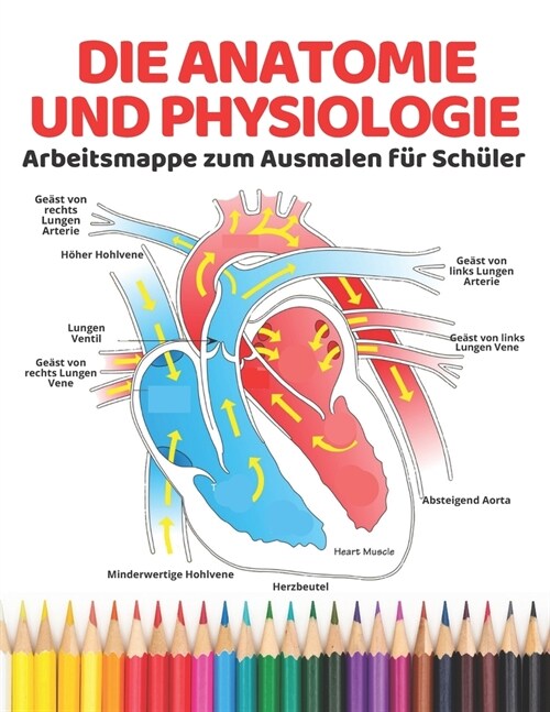 Die Anatomie und Physiologie Arbeitsmappe zum Ausmalen f? Sch?er: Lernen Sie Anatomie und Physiologie auf einfache und entspannende Weise. Beste Ler (Paperback)
