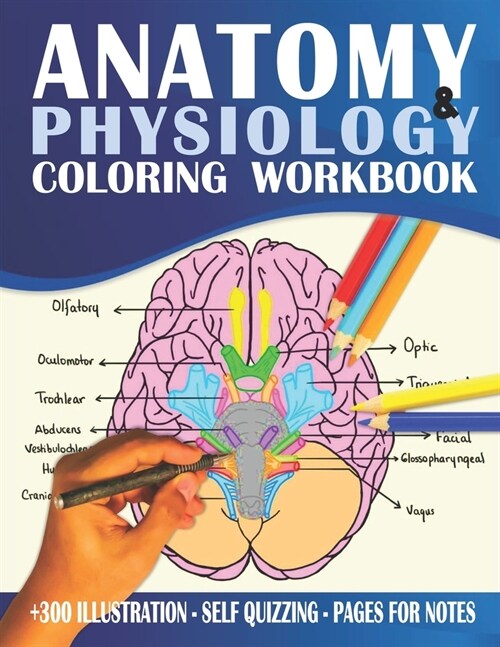 Anatomy And Physiology Coloring Workbook: The Best Way To Learn The Human Anatomy And Physiology (Paperback)