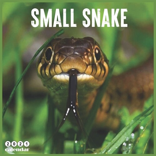 Small Snake 2021 Calendar: Official Reptiles Wall Calendar Snakes 2021, 18 Months (Paperback)