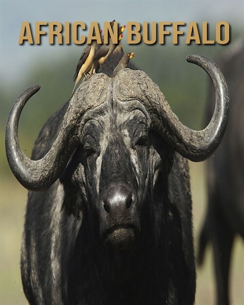 African Buffalo: Childrens Books --- Incredible Pictures and Fun Facts about African Buffalo (Paperback)