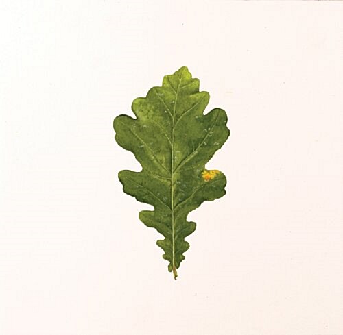 Overleaf : An Illustrated Guide to Leaves (Hardcover)