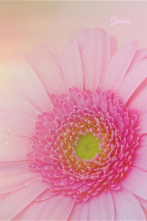 Gerbera: Blume Floral Flora Garten Rosa Blumentraum G (Paperback)