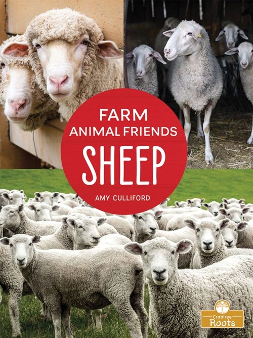 Sheep (Paperback)
