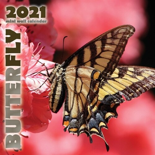 Butterfly 2021 Mini Wall Calendar (Paperback)