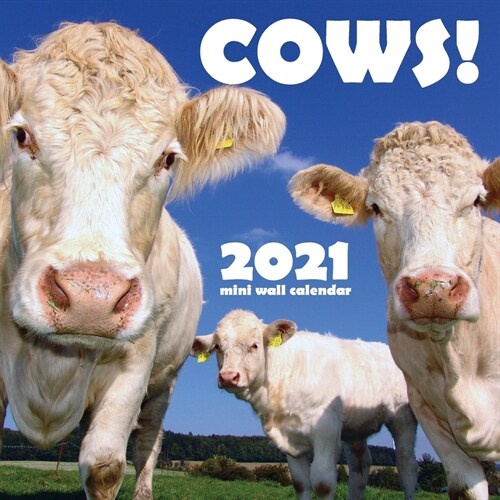 Cows! 2021 Mini Wall Calendar (Paperback)