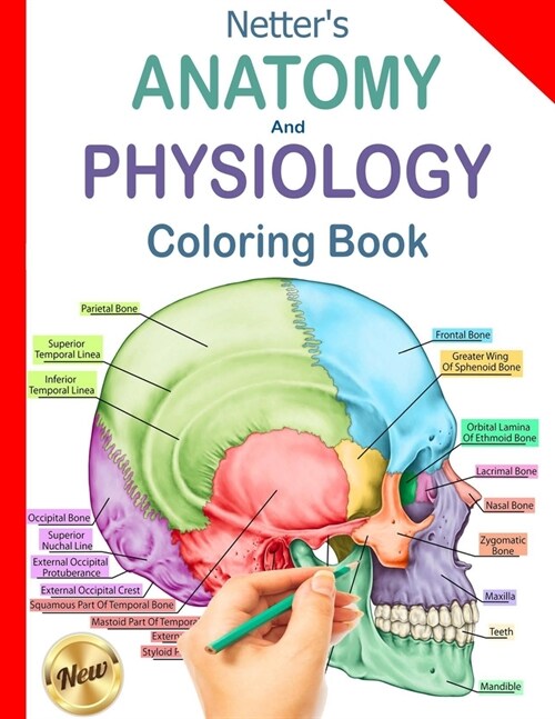 Netters Anatomy and Physiology Coloring Book: Human Body Coloring Book & Workbook, Updated Edition (Paperback)