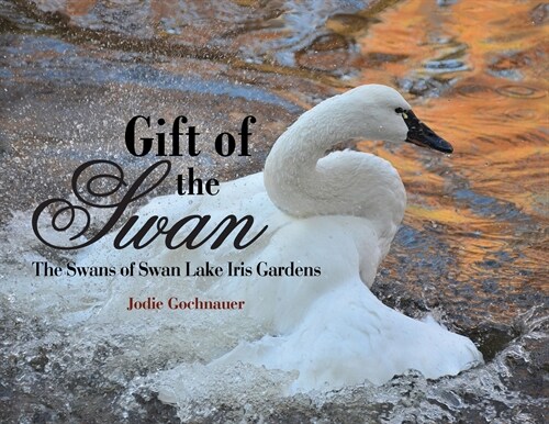 Gift of the Swan: The Swans of Swan Lake Iris Gardens (Paperback)