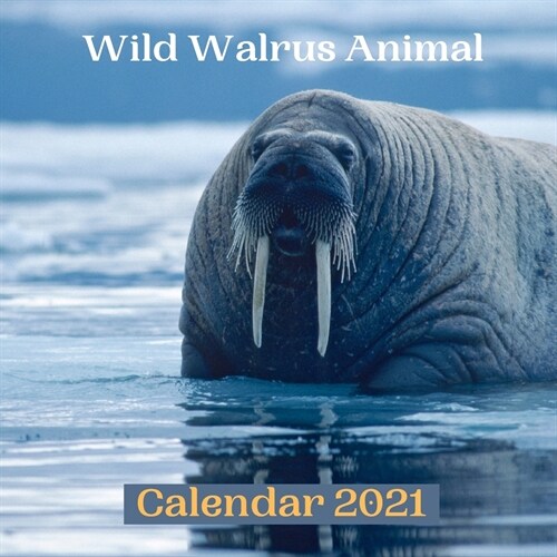 Wild Walrus Animal Calendar 2021 (Paperback)