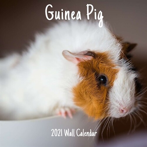 Guinea Pig 2021 Wall Calendar: Cute Guinea Pig 2021 Wall Calendar, 18 Months. (Paperback)