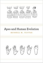 Apes and Human Evolution (Hardcover)