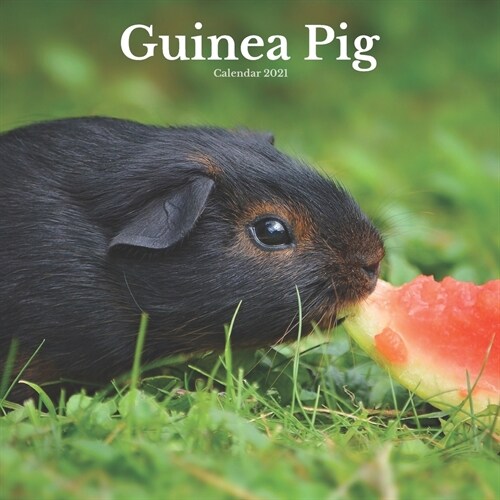 Guinea Pig Calendar 2021: Cute Guinea Pigs Calendar 12 Month Wall Calendar (Paperback)