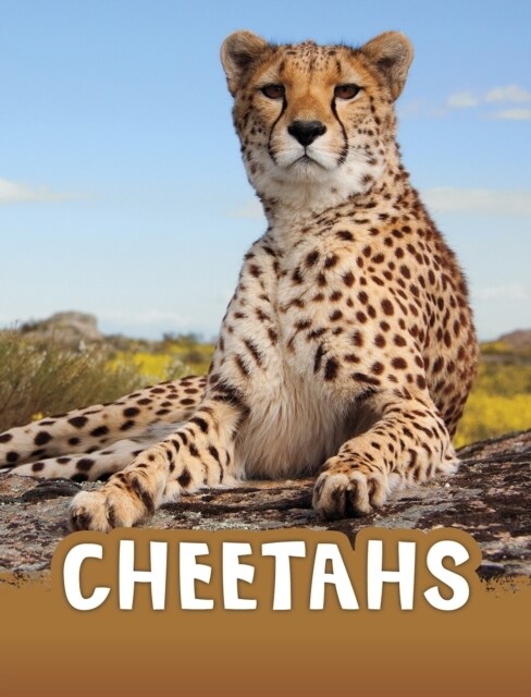 Cheetahs (Paperback)