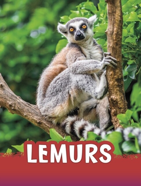 Lemurs (Paperback)