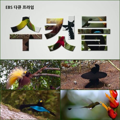 EBS 수컷들 (녹화물) (2disc)