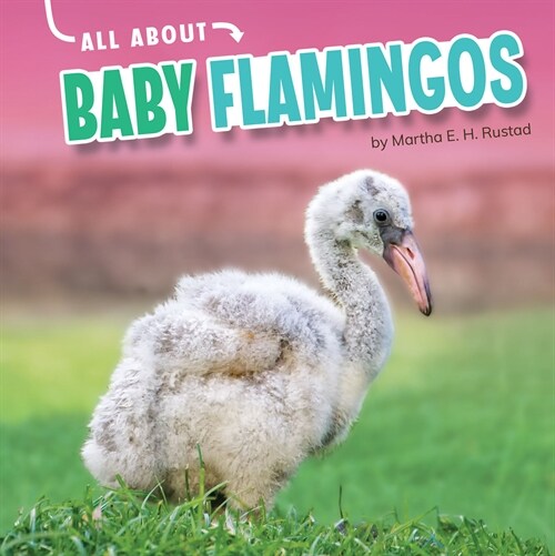 All about Baby Flamingos (Hardcover)