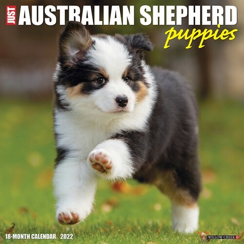 Just Australian Shepherd Puppies 2022 Wall Calendar (Dog Breed) (Wall)