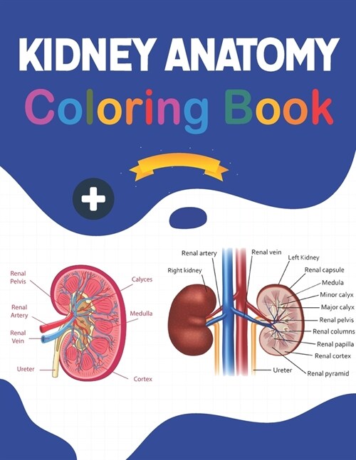 Kidney Anatomy Coloring Book: Incredibly Detailed Self-Test Human Kidney Anatomy Coloring Book for Anatomy Students & Teachers The Human Kidney Anat (Paperback)