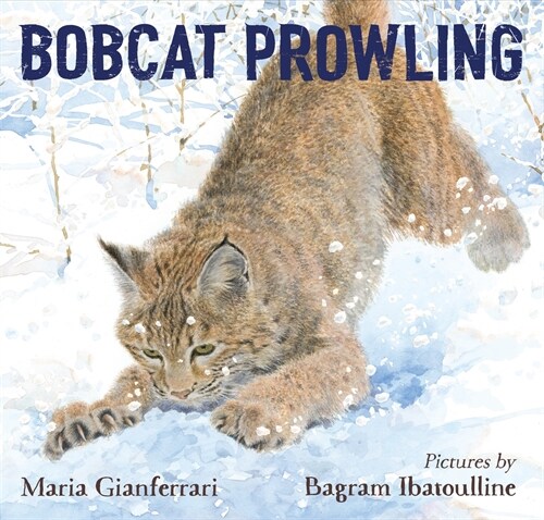 Bobcat Prowling (Hardcover)