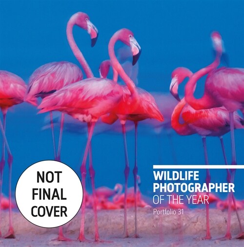 Wildlife Photographer of the Year : Portfolio 31 (Hardcover)