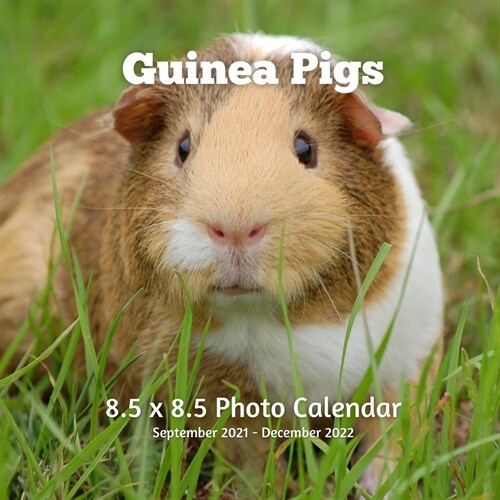 Guinea Pigs 8.5 X 8.5 Calendar September 2021-December 2022: Monthly Calendar with U.S./UK/ Canadian/Christian/Jewish/Muslim Holidays- Rodent Pets (Paperback)
