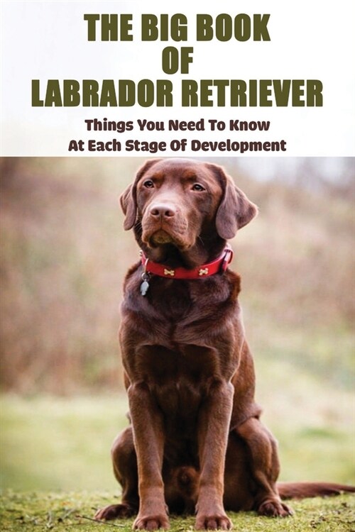 The Big Book Of Labrador Retriever: Things You Need To Know At Each Stage Of Development: Labrador Retriever Savvy Book (Paperback)