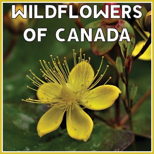 Wildflowers Of Canada Calendar 2021: Official Wildflowers Of Canada Calendar 2021, 12 Months (Paperback)