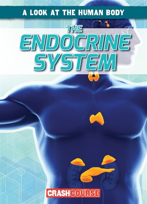 The Endocrine System (Paperback)