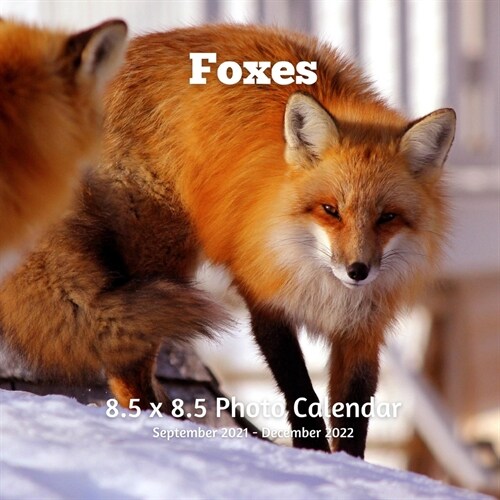 Foxes 8.5 X 8.5 Calendar September 2021 -December 2022: Monthly Calendar with U.S./UK/ Canadian/Christian/Jewish/Muslim Holidays-Fox Animal Nature (Paperback)
