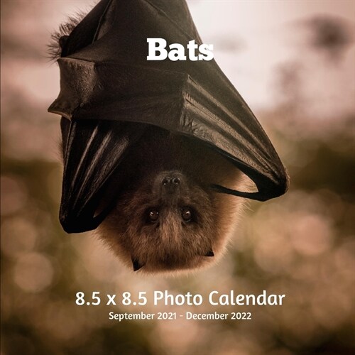 Bats 8.5 X 8.5 Photo Calendar September 2021 -December 2022: Monthly Calendar with U.S./UK/ Canadian/Christian/Jewish/Muslim Holidays-Animals Nature (Paperback)