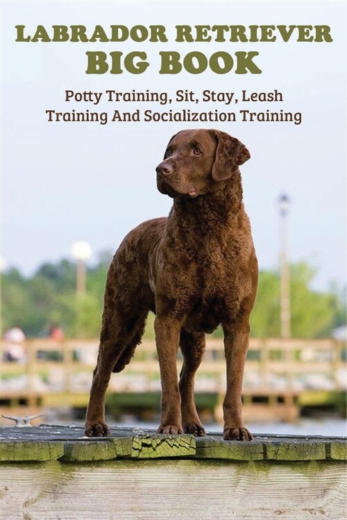 Labrador Retriever Big Book: Potty Training, Sit, Stay, Leash Training And Socialization Training: Training Your Labrador Retriever (Paperback)