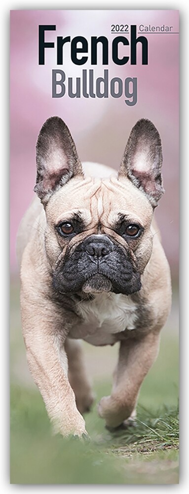 French Bulldog 2022 Slim Calendar (Calendar)