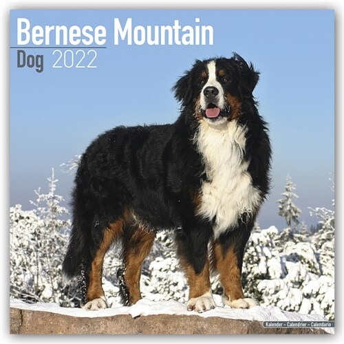 Bernese Mountain Dog 2022 Wall Calendar (Calendar)