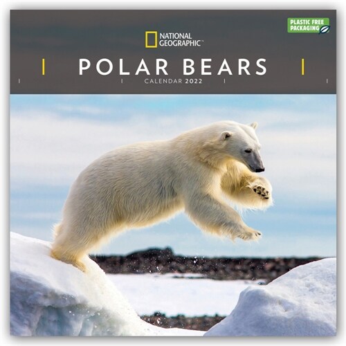 POLAR BEARS NATIONAL GEOGRAPHIC SQUARE W (Spiral Bound)