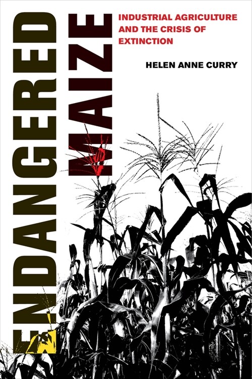 Endangered Maize: Industrial Agriculture and the Crisis of Extinction (Hardcover)