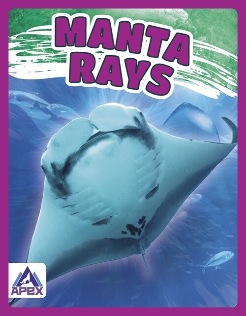 Manta Rays (Paperback)