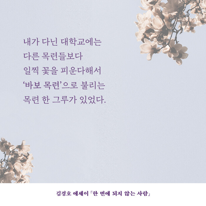카드리뷰 : 알라딘
