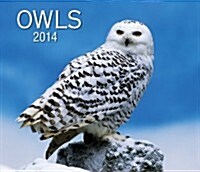 Owls 2014 Calendar (Paperback)