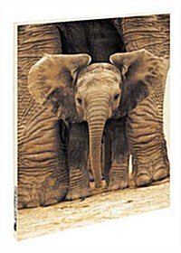 Elephants (Paperback)