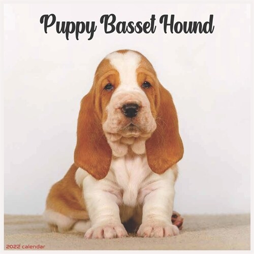 Basset Hound Puppy 2022 Calendar: Official Basset Hound Dog breed 2022 Calendar, 16 Months (Paperback)