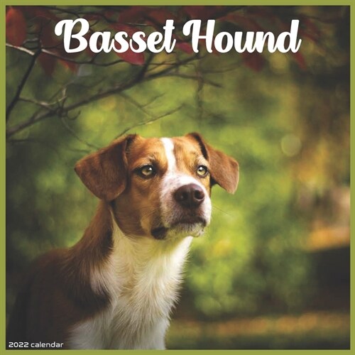 Basset Hound 2022 Calendar: Official Basset Hound Dog breed 2022 Calendar (Paperback)