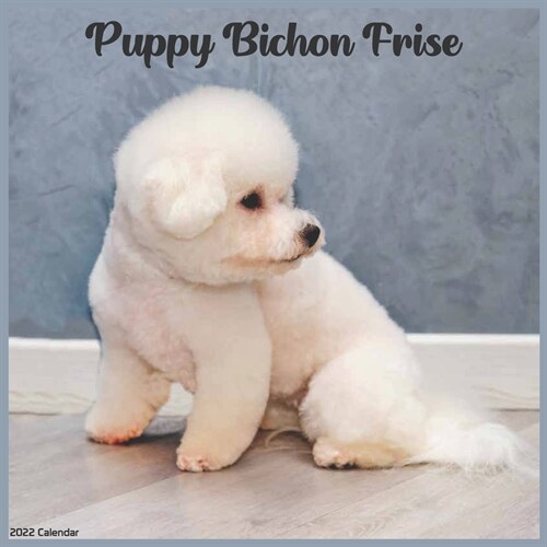 Bichon Frise Puppy 2022 Calendar: Official Bichon Frise Puppies 2022 Calendar, 16 Month Calendar (Paperback)
