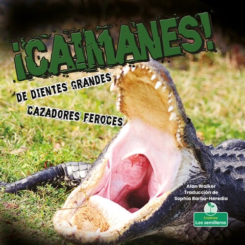 좧aimanes! de Dientes Grandes. Cazadores Feroces (Alligators! Big Teeth, Fierce Hunters) (Library Binding)