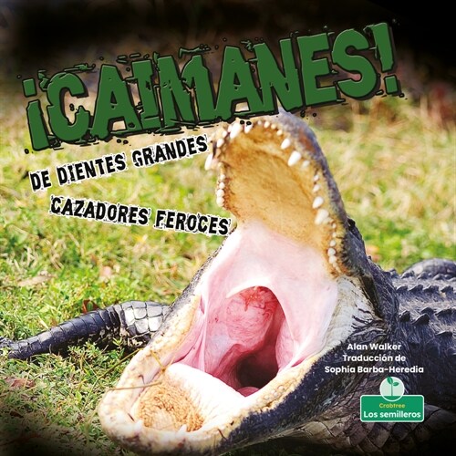 좧aimanes! de Dientes Grandes. Cazadores Feroces (Alligators! Big Teeth, Fierce Hunters) (Paperback)