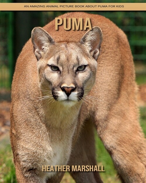 Puma: An Amazing Animal Picture Book about Puma for Kids (Paperback)