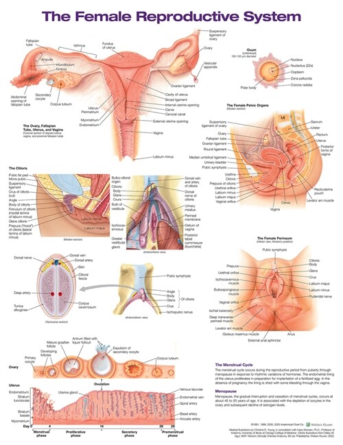 The Female Reproductive System Anatomical Chart- Laminated (Poster, 2 Revised edition)