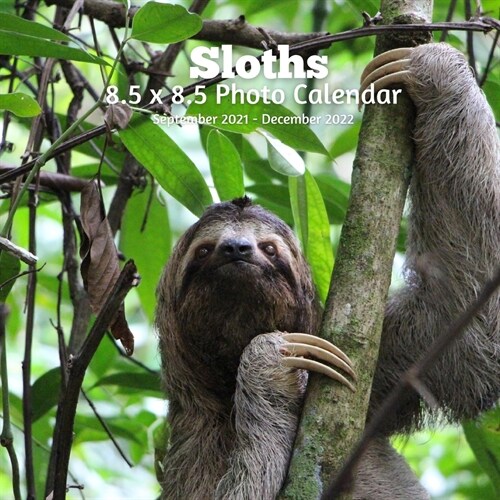 Sloths 8.5 X 8.5 Calendar September 2021 -December 2022: Monthly Calendar with U.S./UK/ Canadian/Christian/Jewish/Muslim Holidays-Nature Animals Wildl (Paperback)