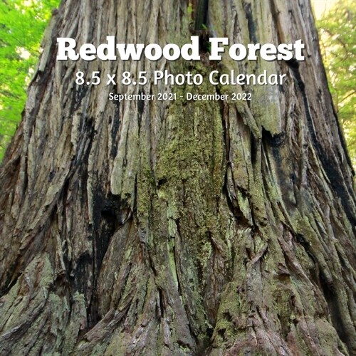 Redwoods Trees 8.5 X 8.5 Calendar September 2021 -December 2022: Monthly Calendar with U.S./UK/ Canadian/Christian/Jewish/Muslim Holidays-Travel Holid (Paperback)
