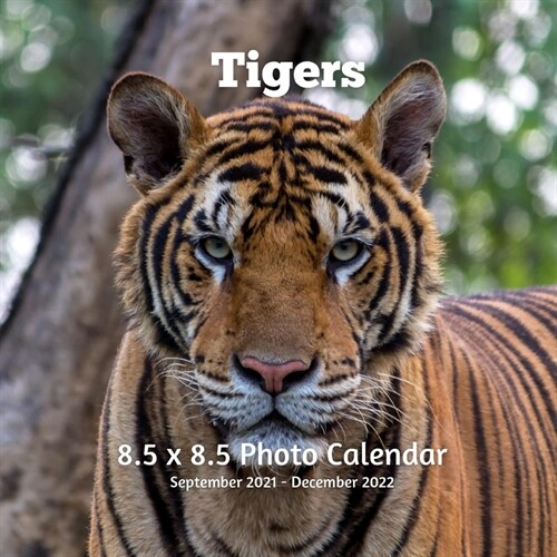Tigers 8.5 X 8.5 Calendar September 2021 -December 2022: Monthly Calendar with U.S./UK/ Canadian/Christian/Jewish/Muslim Holidays Big Cats Animals Nat (Paperback)