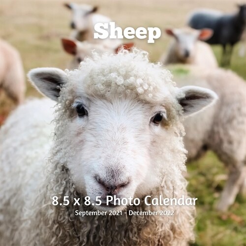 Sheep 8.5 X 8.5 Calendar September 2021 -December 2022: Monthly Calendar with U.S./UK/ Canadian/Christian/Jewish/Muslim Holidays- Lamb Animals Nature (Paperback)